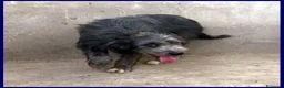 Meticcio cani in regalo: LAGUNA una timidina! - Annuncio 3
