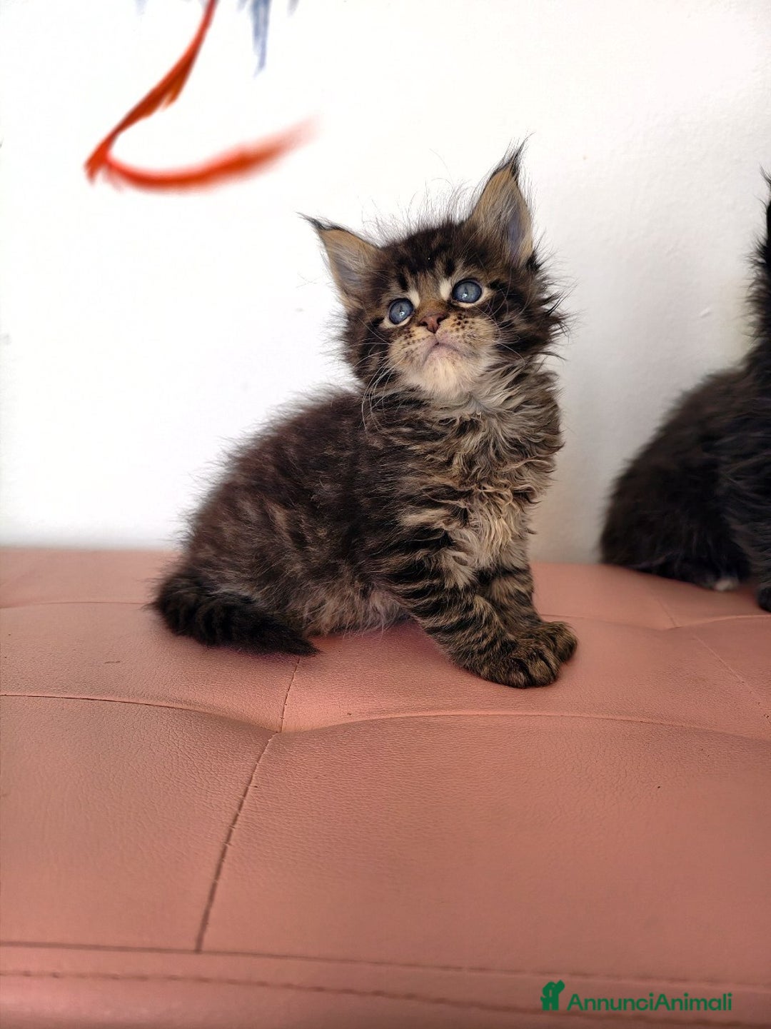 Maine Coon gatti in vendita: Dolcissimo cucciolo Maine coon  - Annuncio 1