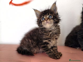 Maine Coon gatti Dolcissimo cucciolo Maine coon - Annuncio 1