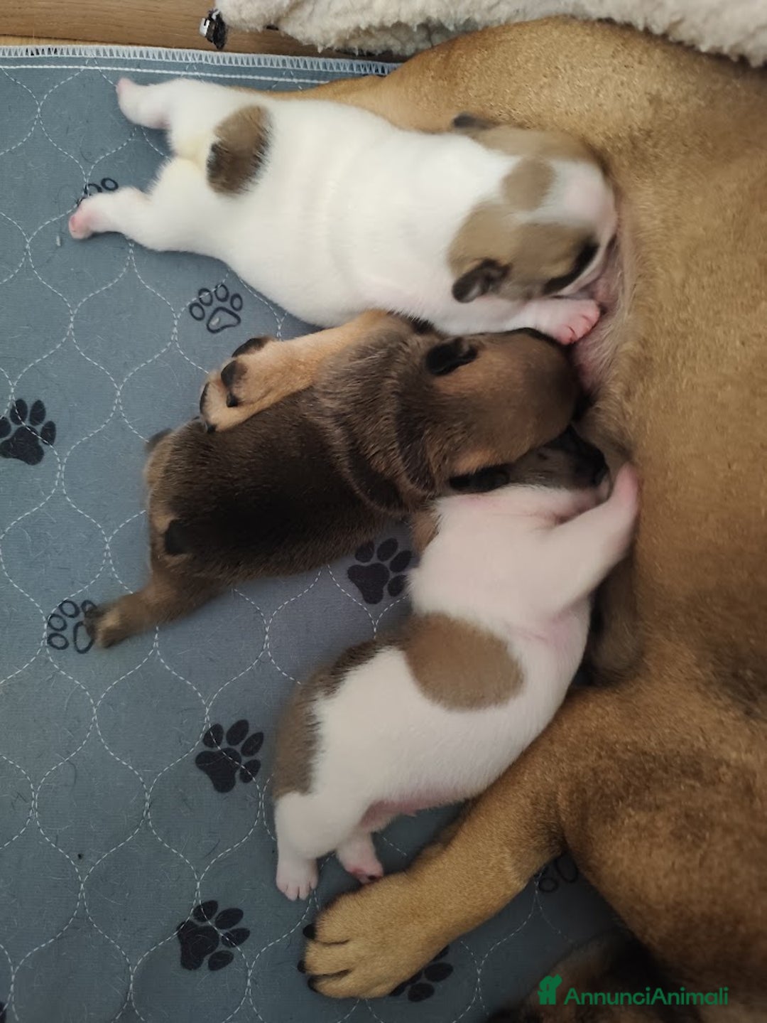 Bulldog Francese cani in vendita: Cuccioli bulldog francese a Provincia di Ancona - Immagine 5