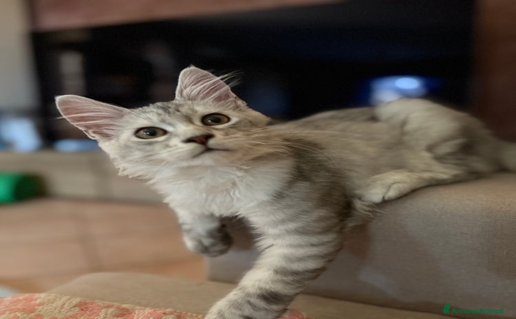 Maine Coon gatti a Città metropolitana di Roma Capitale - Annuncio 15