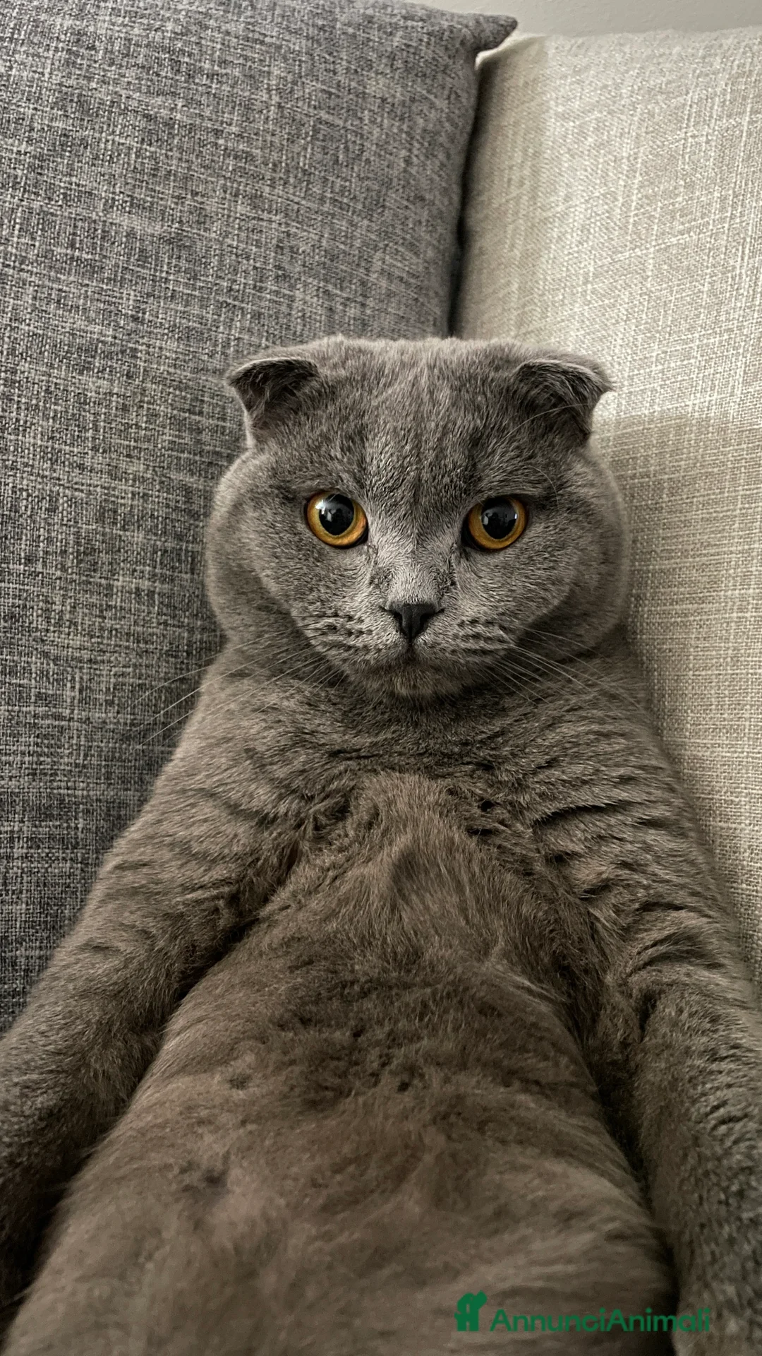 Scottish gatti per accoppiamento: Scottish Fold MASCHIO disponibile per monta - Annuncio 2