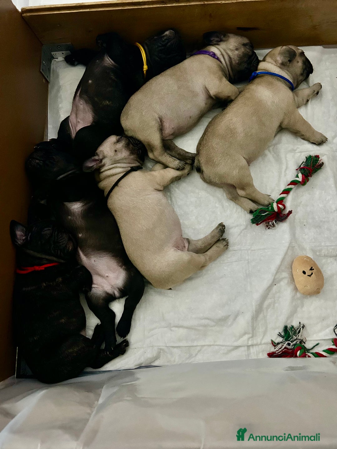 Bulldog Francese cani in vendita: Cuccioli di bulldog francese ❤️ - Annuncio 5