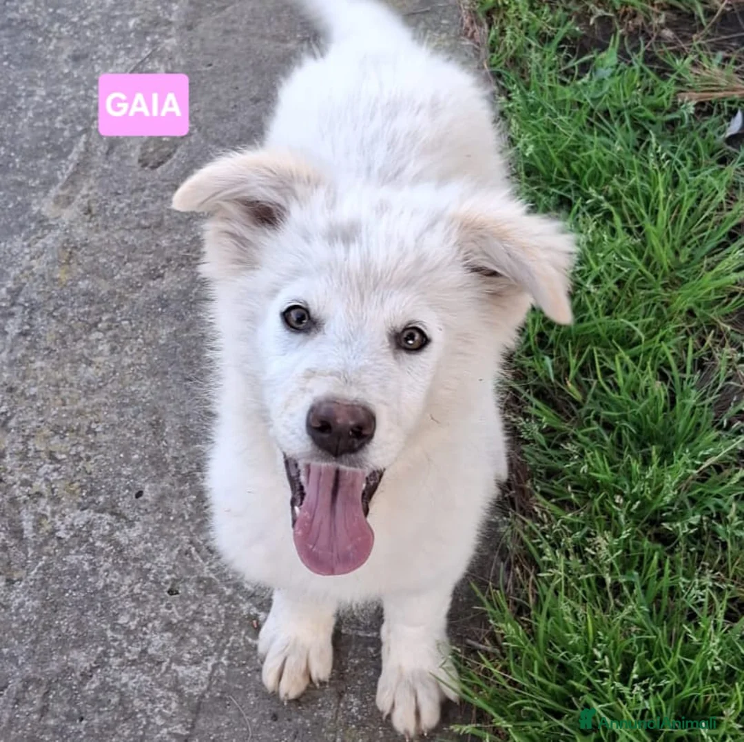 Meticcio cani in regalo: GAIA 💙 - cucciola dolcissima.Non lasciarla sola🥺 a Provincia di Verona - Annuncio 6