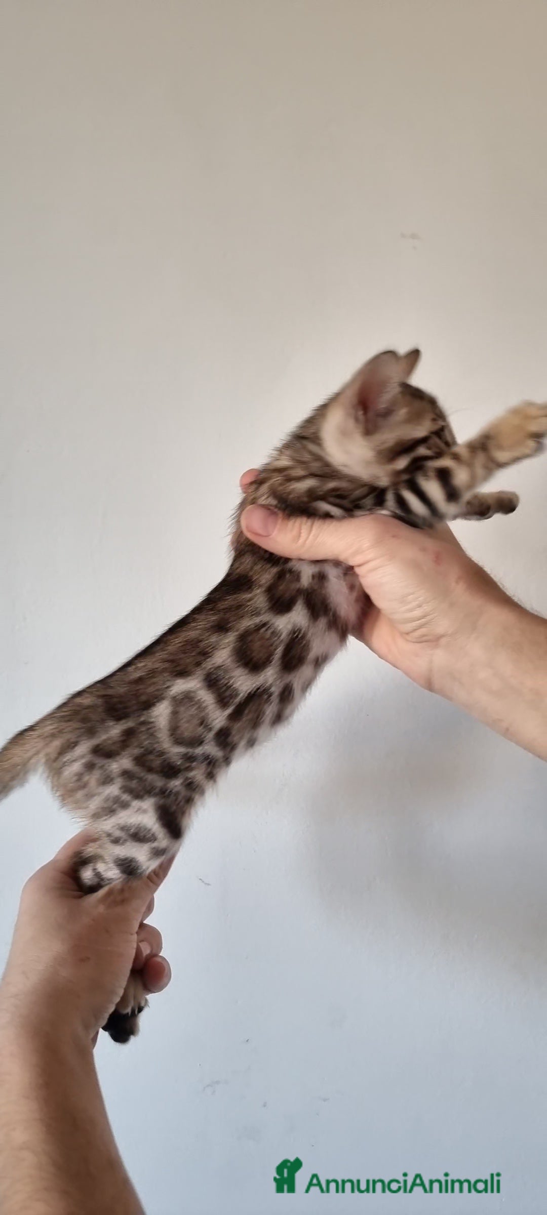 Bengala gatti Gattino Bengala con Pedigree  - Annuncio 2