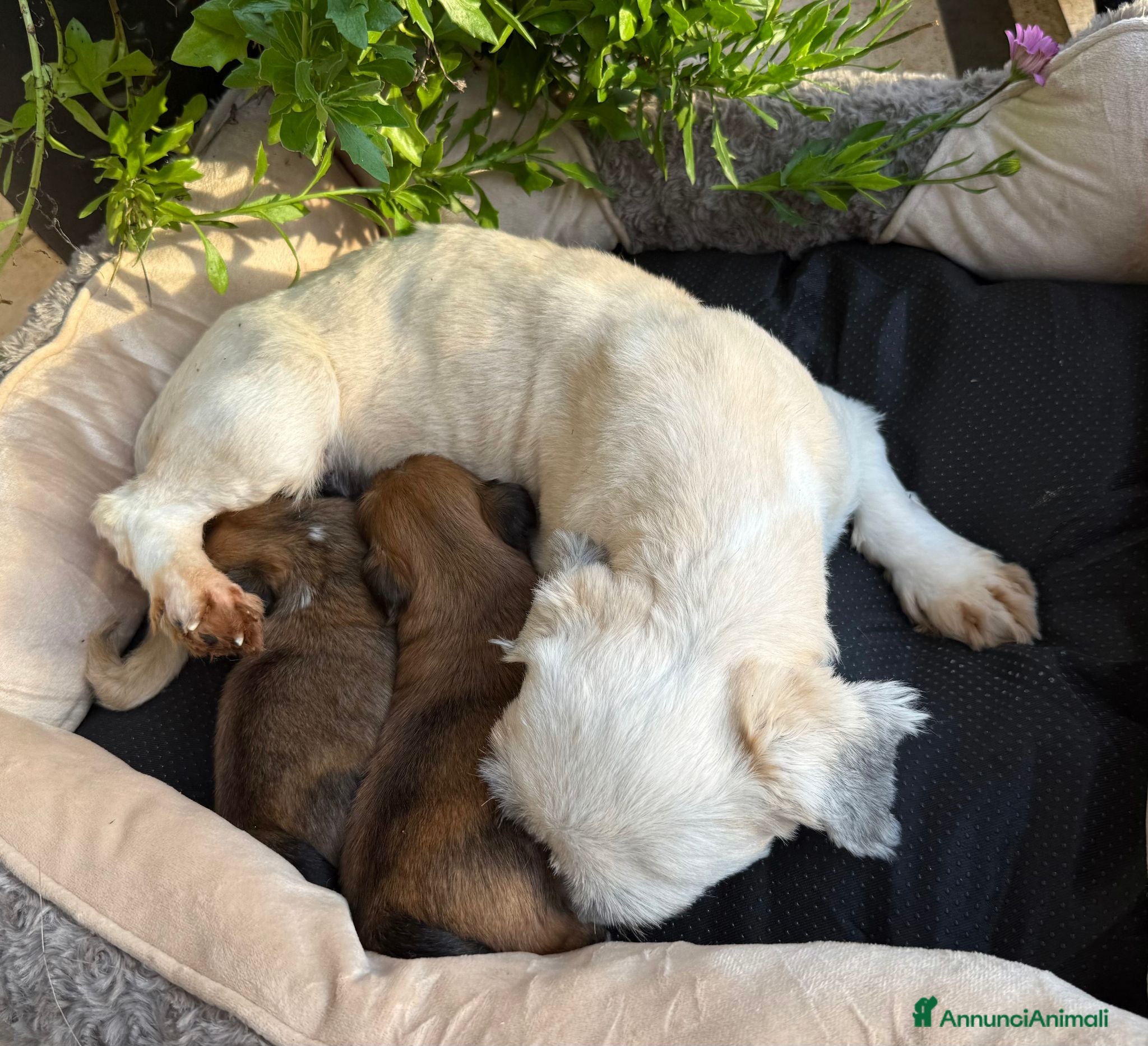 Maltipoo cani Maltipoo Barboncino Lhasa Apso Tre Quarti di Luna - Annuncio 4