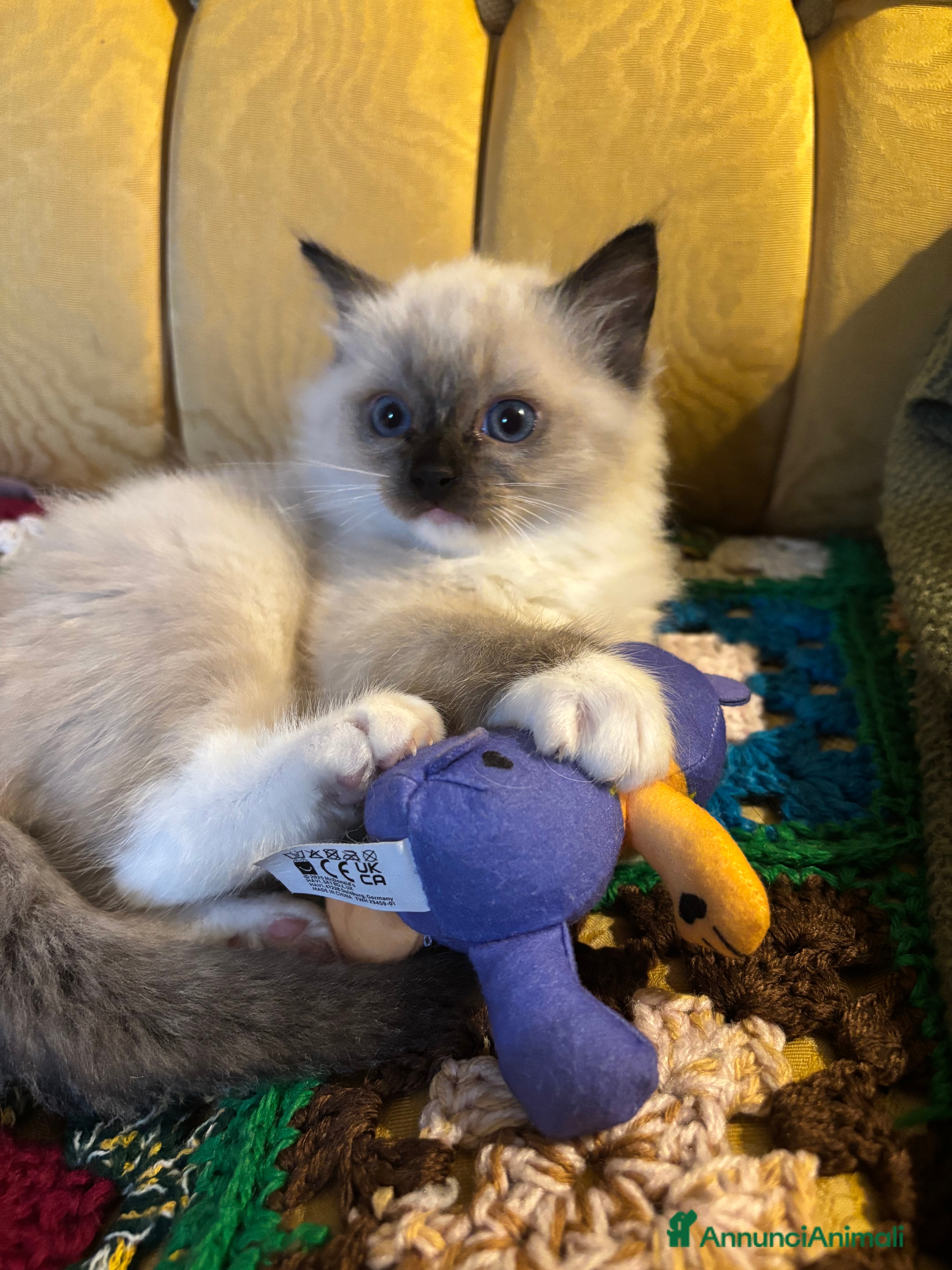 Ragdoll gatti Splendidi gattini Ragdoll con pedigree  - Annuncio 18
