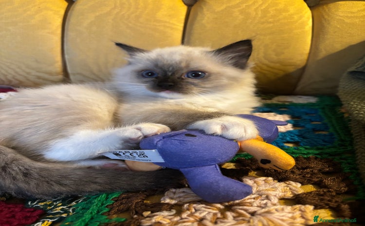 Ragdoll gatti - Annuncio 1