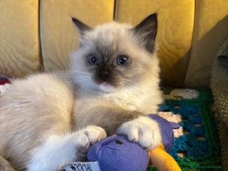 Ragdoll gatti Splendidi gattini Ragdoll con pedigree - Annuncio 18