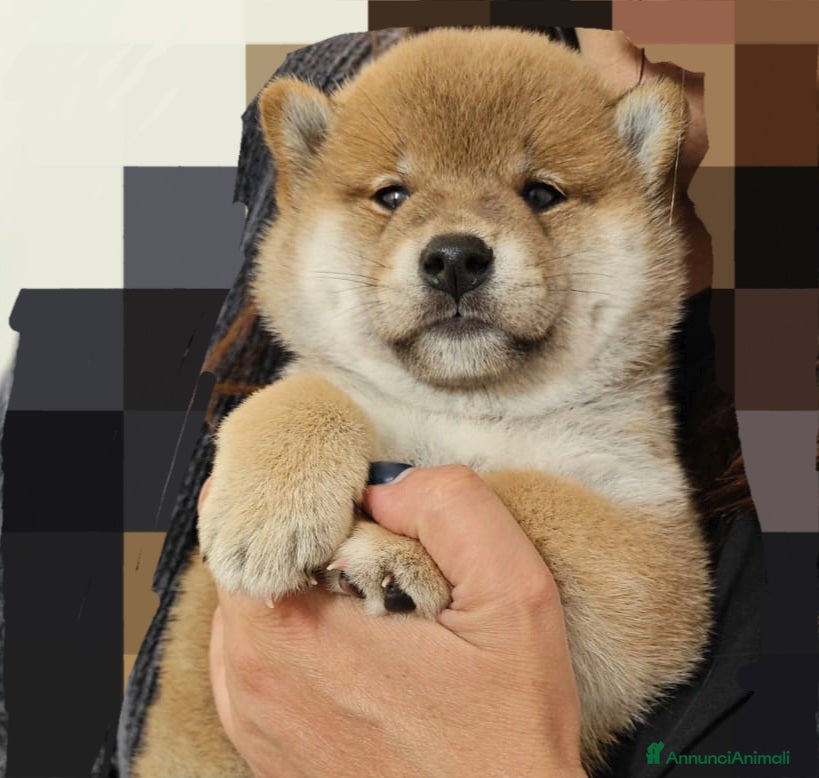 Shiba Inu cani SHIBA INU CUCCIOLI  - Annuncio 15