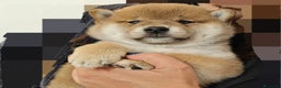 Shiba Inu cani in vendita: SHIBA INU CUCCIOLI  - Annuncio 1