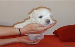 Bichon cani in vendita: 5 bellissimi cuccioli di Bichon Maltese - Immagine 4