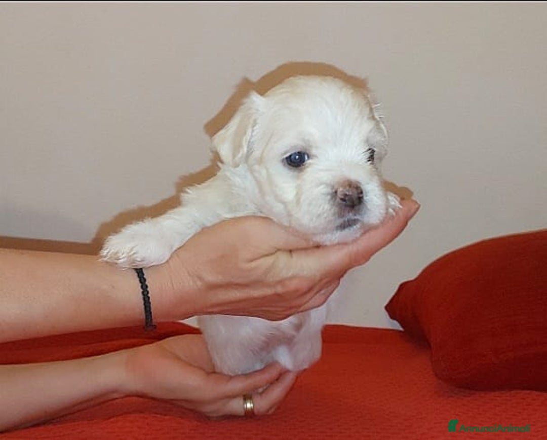 Bichon cani in vendita: 5 bellissimi cuccioli di Bichon Maltese - Immagine 4