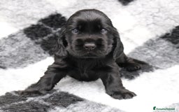 Cocker cani in vendita: cuccioli di cocker spaniel inglese - Immagine 4
