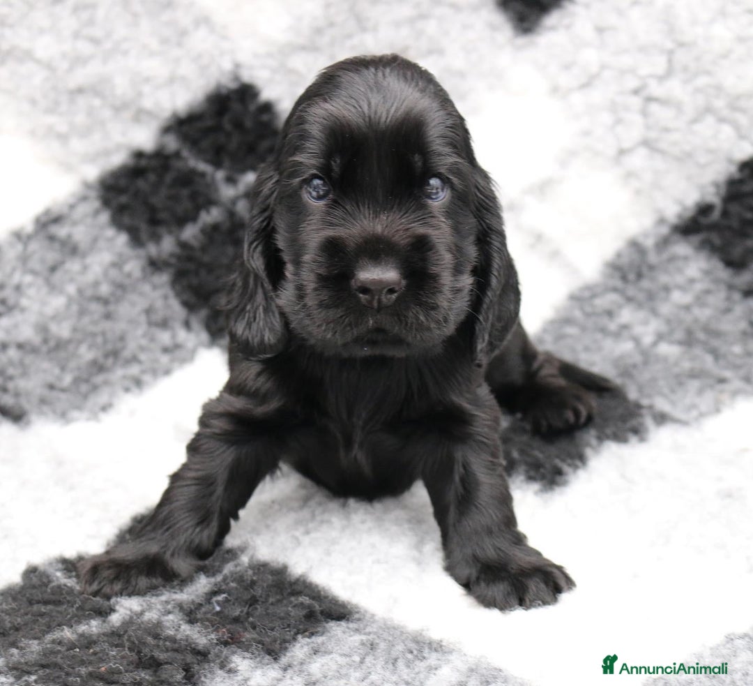 Cocker cani in vendita: cuccioli di cocker spaniel inglese - Annuncio 4