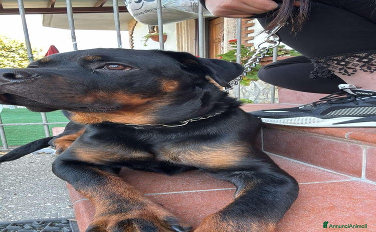 Rottweiler cani a Provincia di Caserta - Annuncio 1