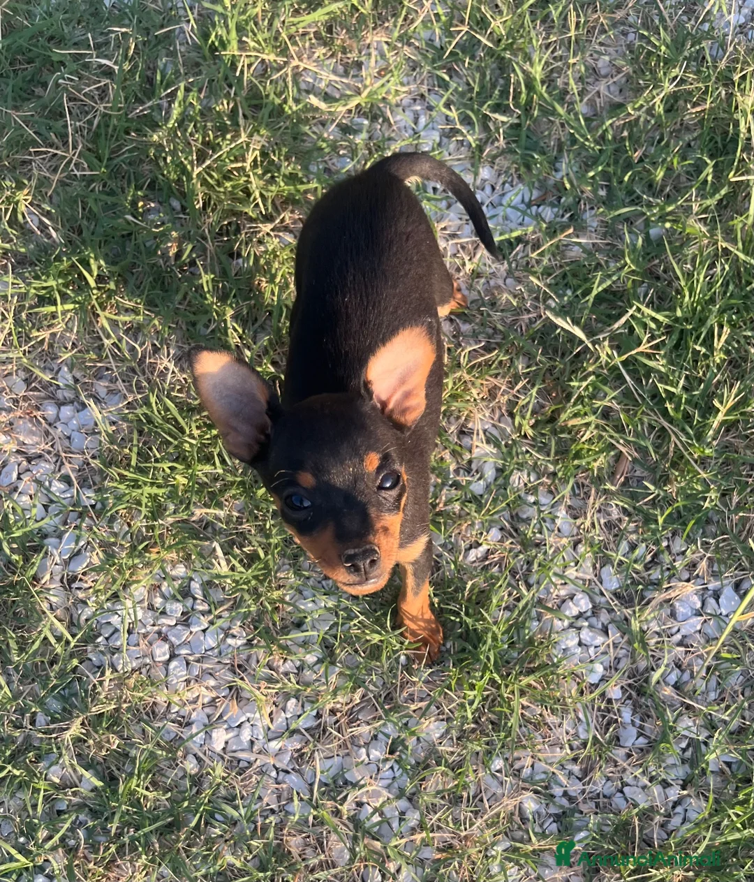 Pinscher Miniatura cani in vendita: Pincher toy - Annuncio 2