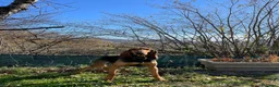 Segugio cani per accoppiamento: Segugio italiano per monte  a Provincia di Pesaro e Urbino - Annuncio 2