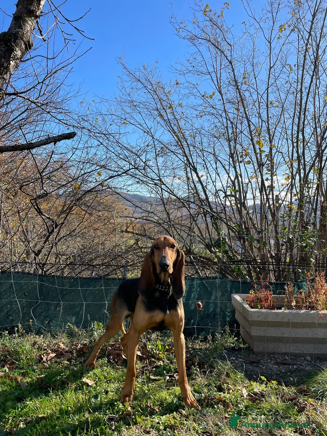Segugio cani per accoppiamento: Segugio italiano per monte  a Provincia di Pesaro e Urbino - Annuncio 2