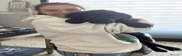 Meticcio cani in regalo: Coco' 4 mesi, femmina simil Labrador  - Annuncio 5