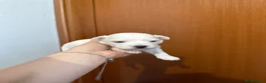 Maltese 3