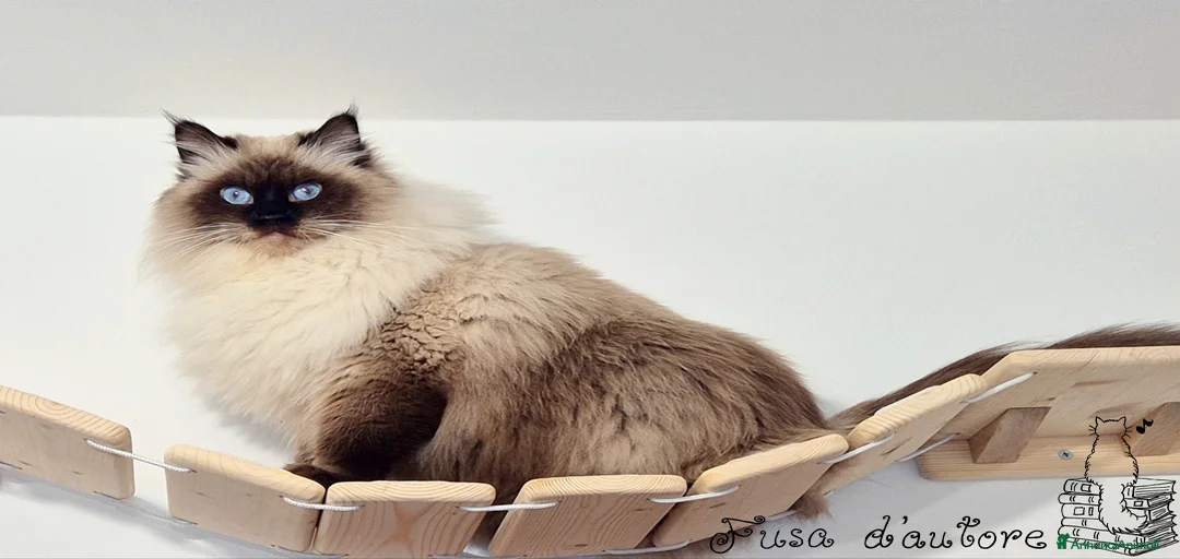 Immagine della galleria {{count}}