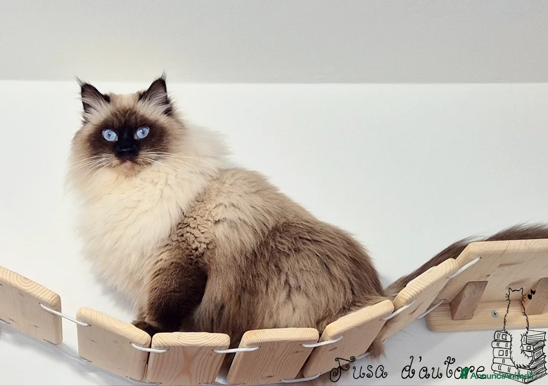 Immagine della galleria {{count}}