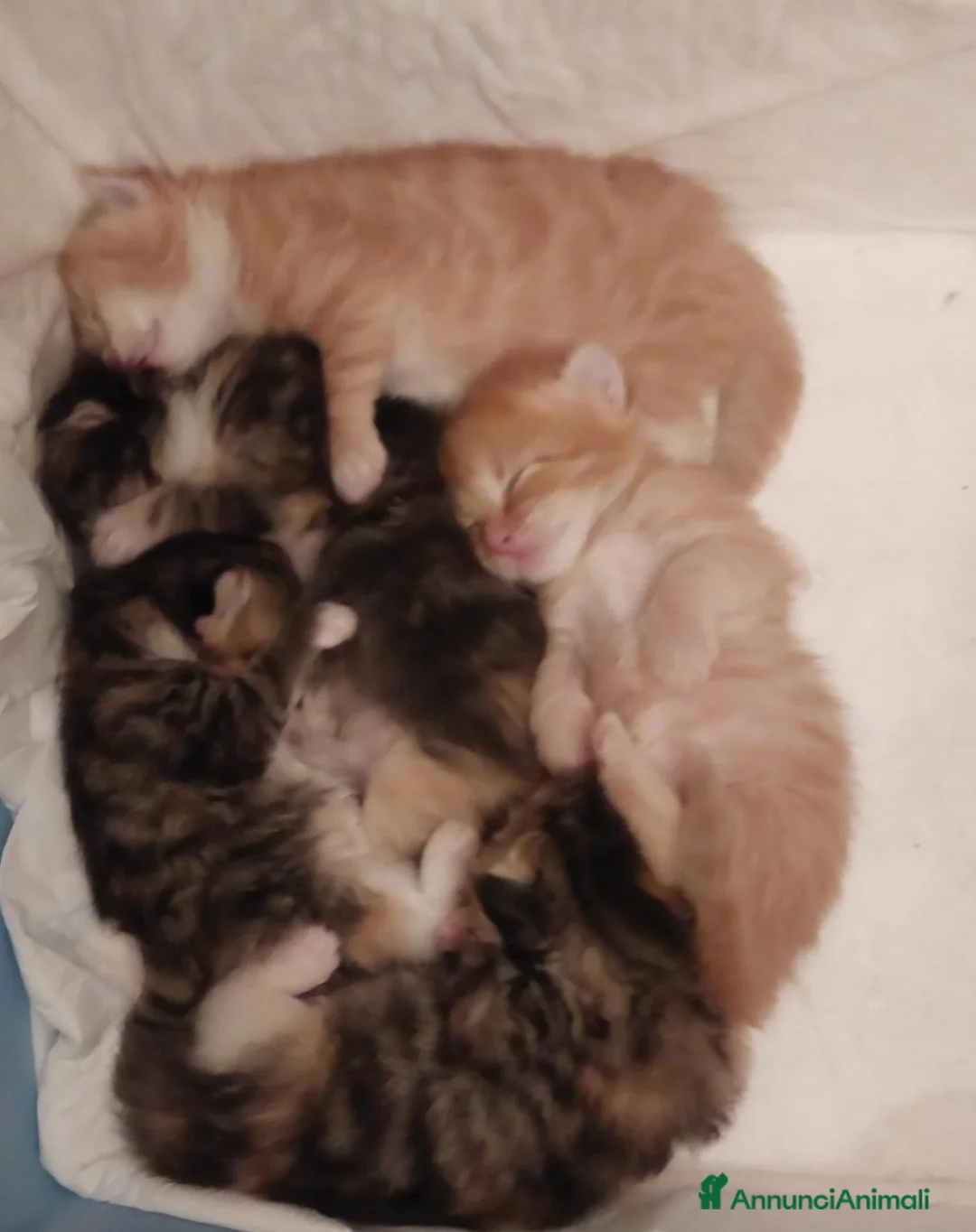 Siberiano gatti in vendita: Gattini siberiani ipoallergenici tutta Italia a Città metropolitana di Roma Capitale - Annuncio 2