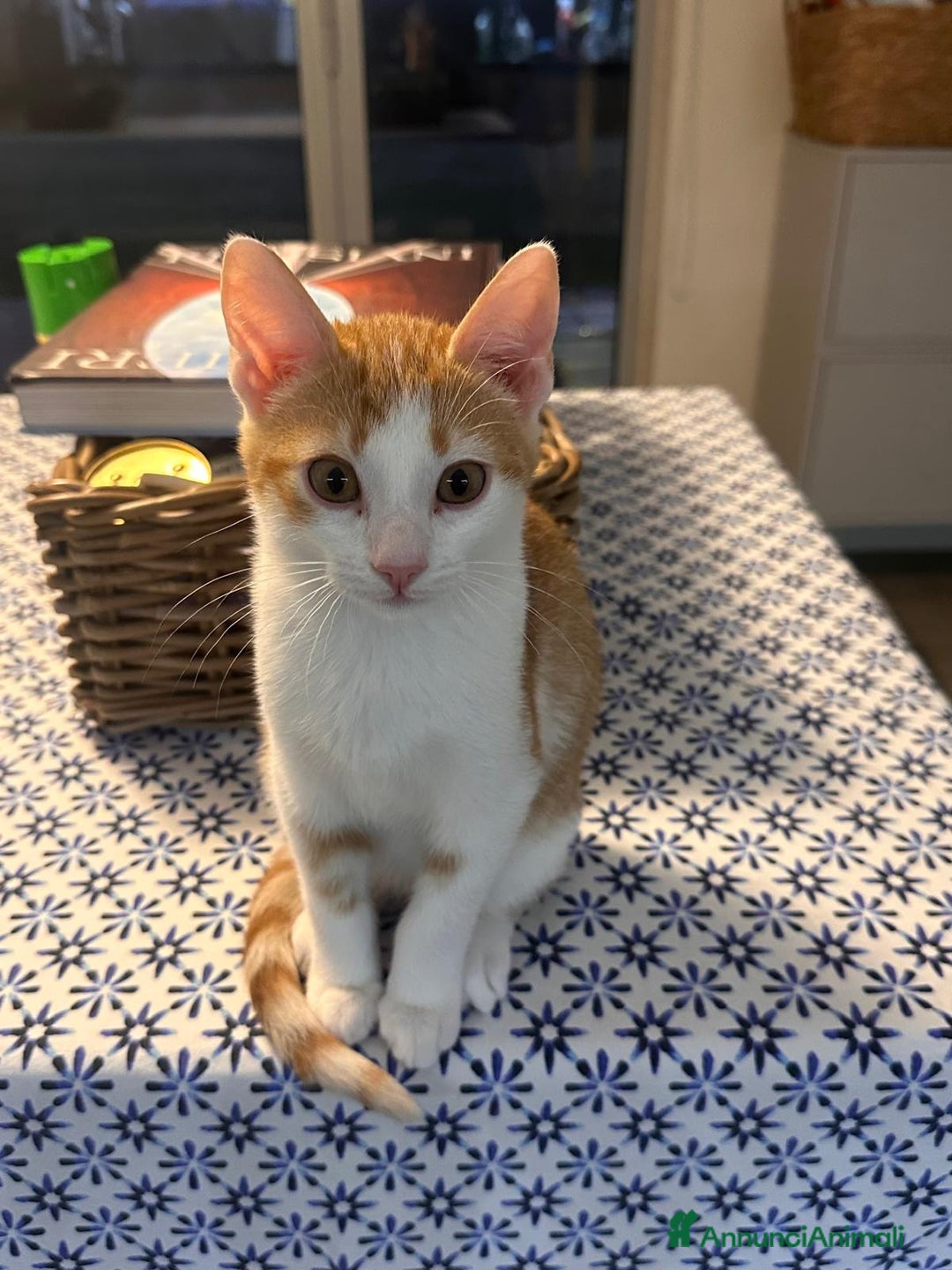 Europeo gatti in regalo: Gattino bianco e rosso - Annuncio 1