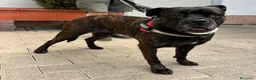 Meticcio cani in regalo: CHERRY BOXER - Annuncio 4