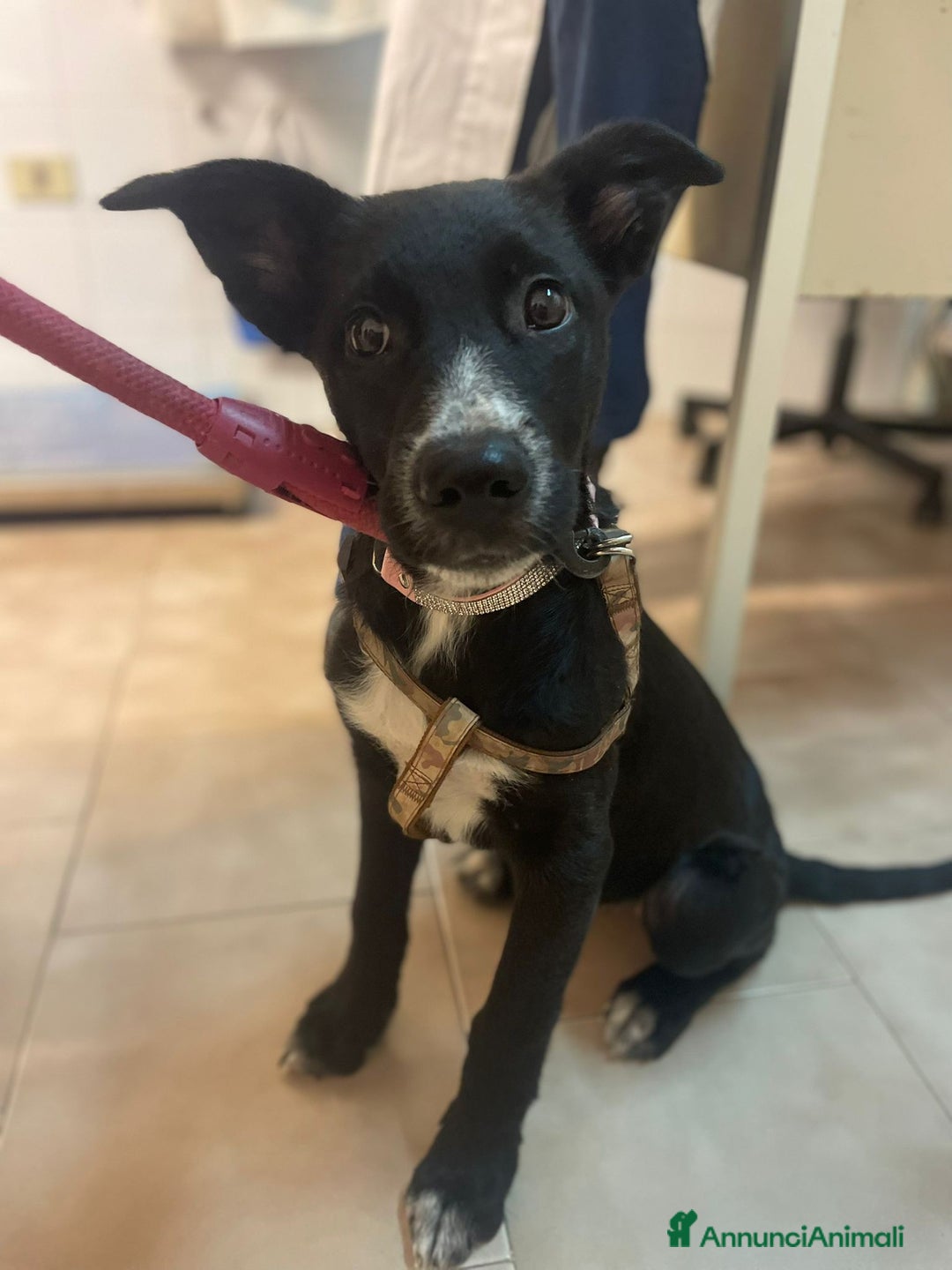 Meticcio cani in regalo: LA SPLENDIDA BELLA - Annuncio 5