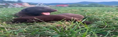 Labrador 4