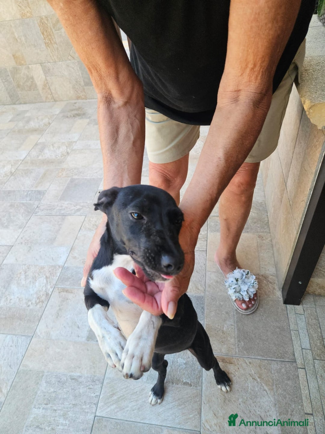 Meticcio cani in regalo: Beatrice: cucciolotta taglia contenuta socievole  a Città Metropolitana di Genova - Immagine 4