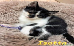 Europeo gatti in regalo: ISOTTA - Immagine 1