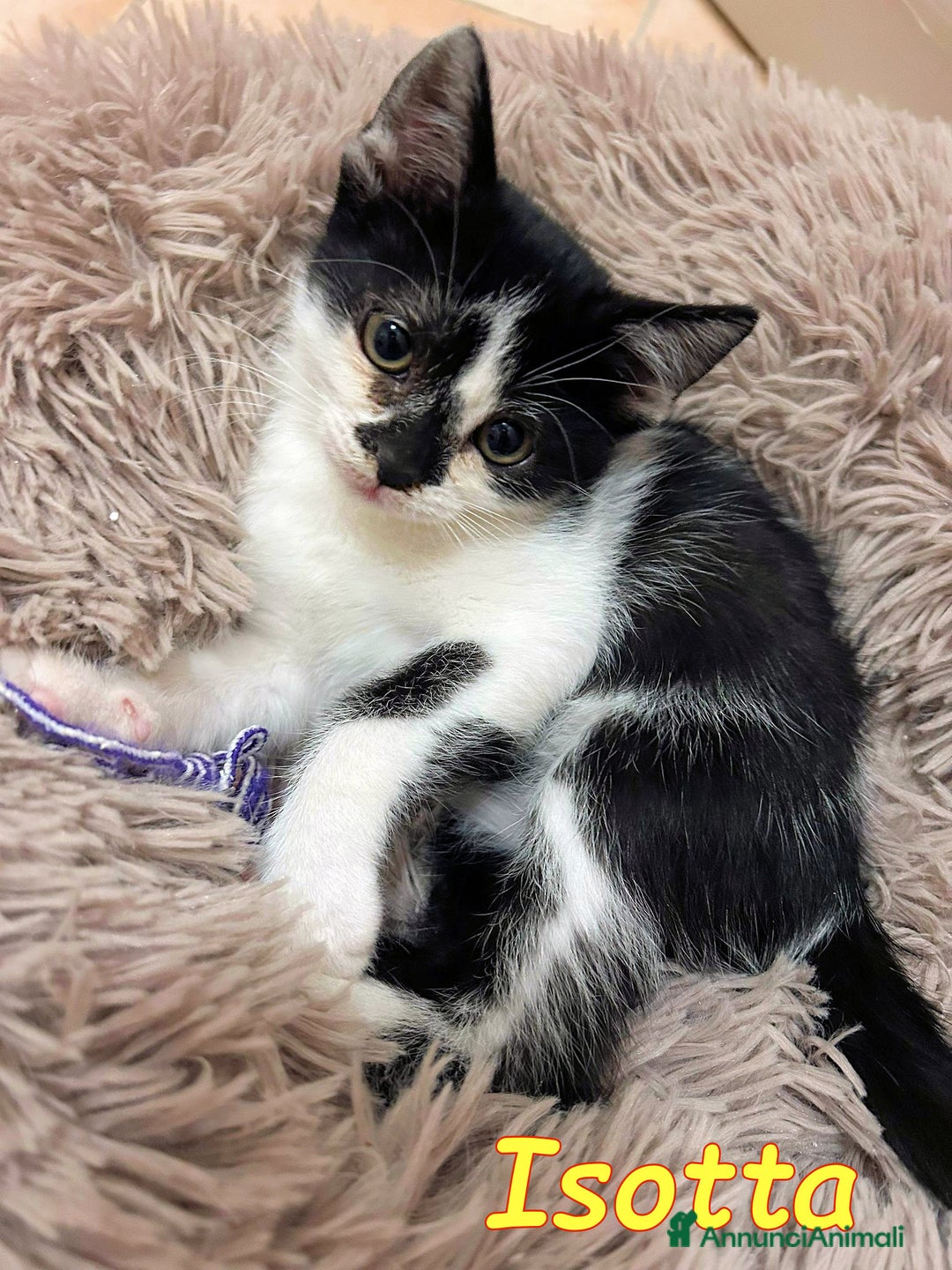 Europeo gatti in regalo: ISOTTA - Immagine 1