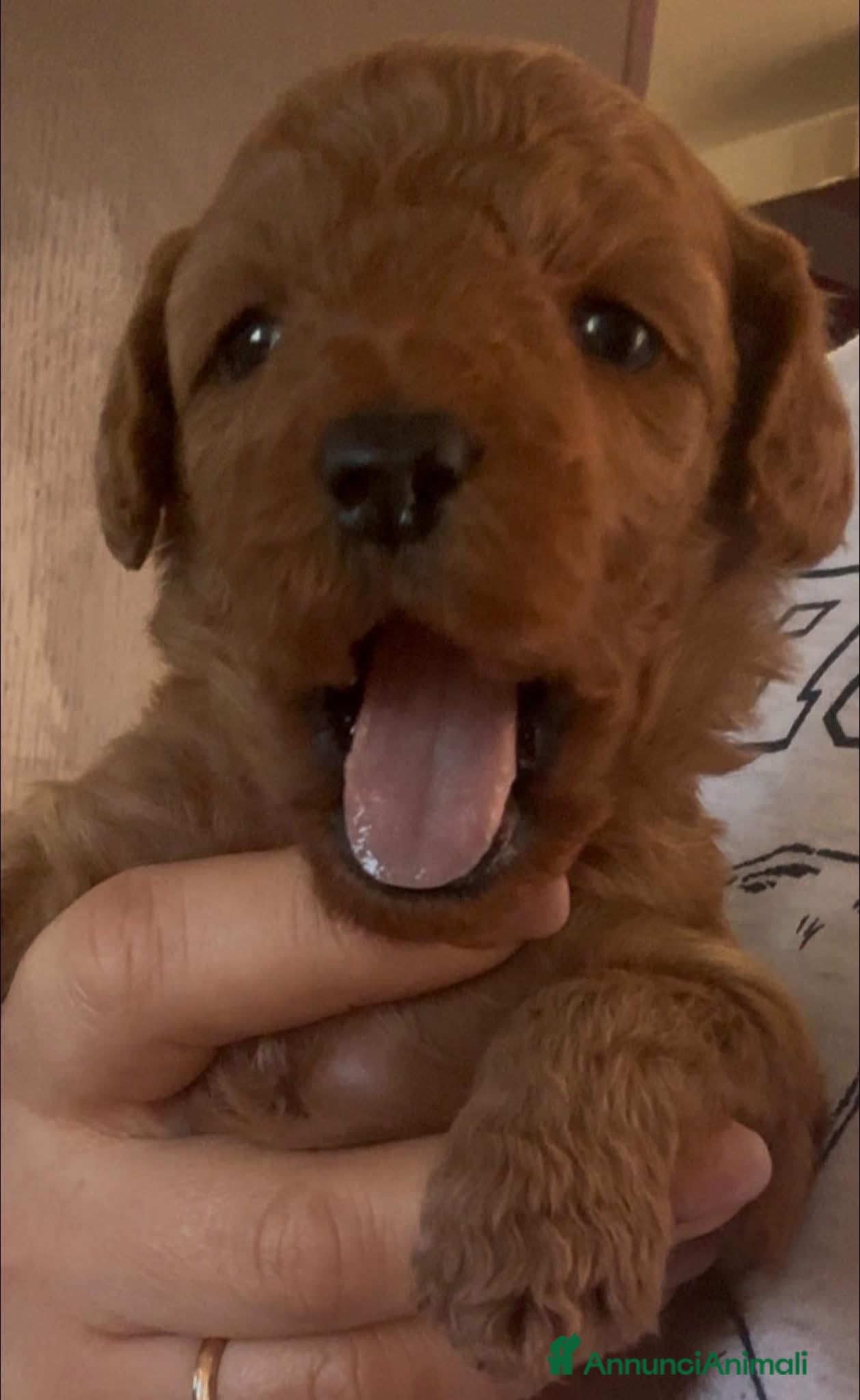 Meticcio cani Barboncino nano❤️ - Annuncio 1