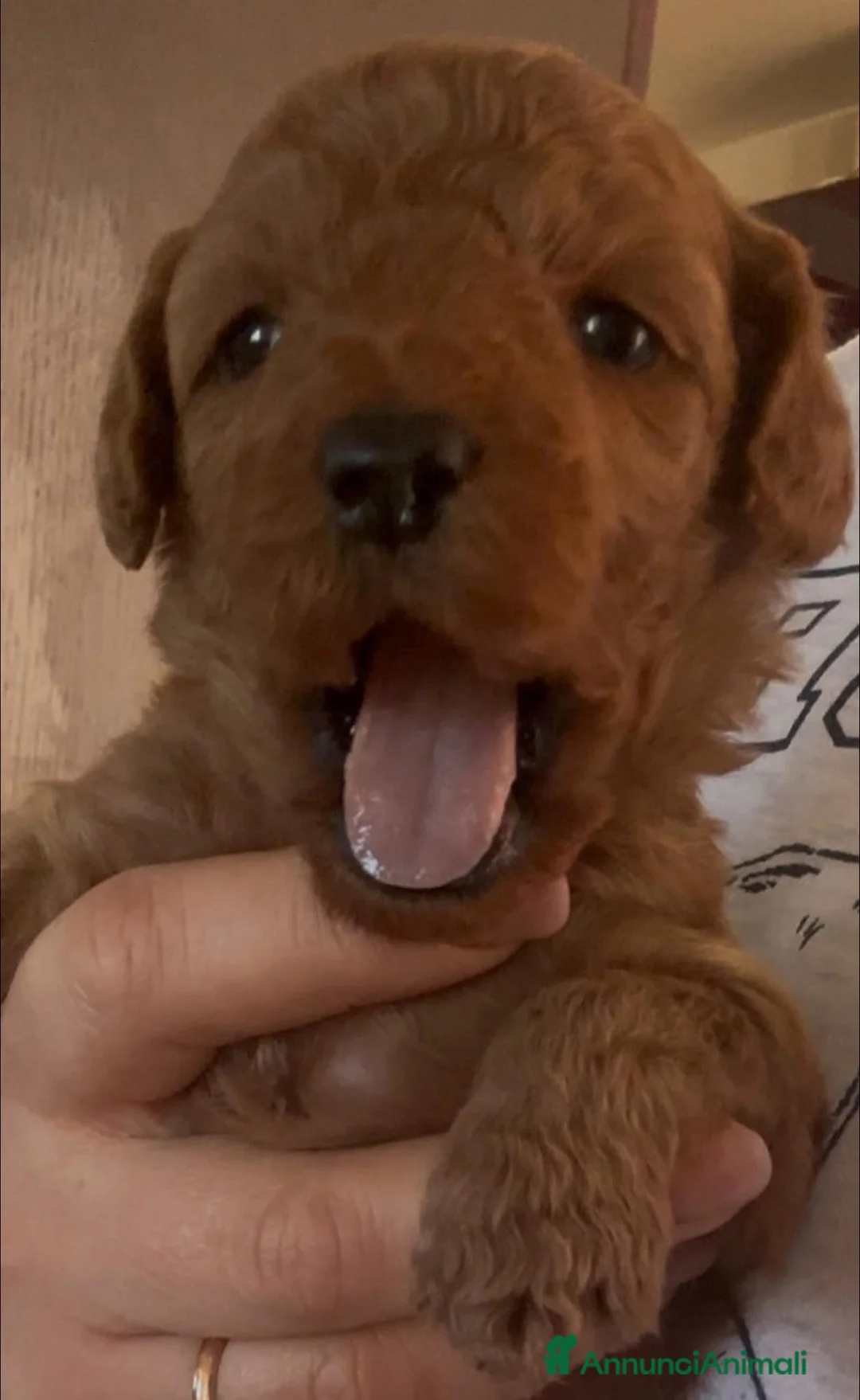 Meticcio cani in vendita: Barboncino nano❤️ - Annuncio 1