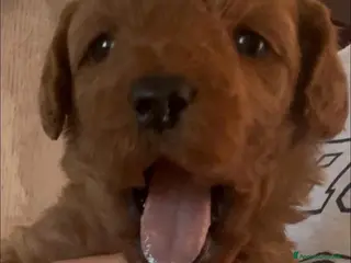 Meticcio cani Barboncino nano❤️ - Annuncio 25