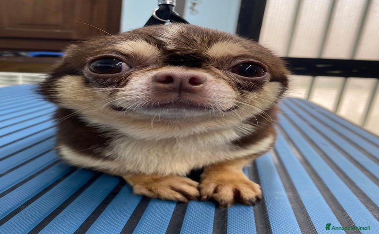 Chihuahua cani Stalloncino di chihuahua pedigree enci - Annuncio 15