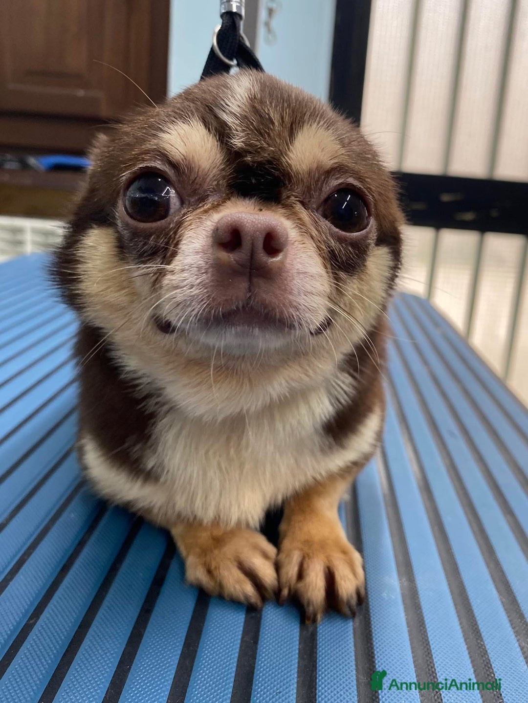 Chihuahua cani in vendita: Stalloncino di chihuahua pedigree enci - Immagine 1