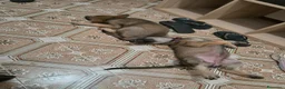 Lupo Cecoslovacco cani in vendita: Cane lupo cecoslovacco  a Città Metropolitana di Bologna - Annuncio 3