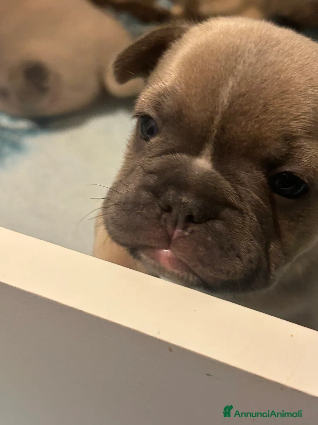 Bulldog Francese cani in vendita: Ciao io sono macchia - Annuncio 4