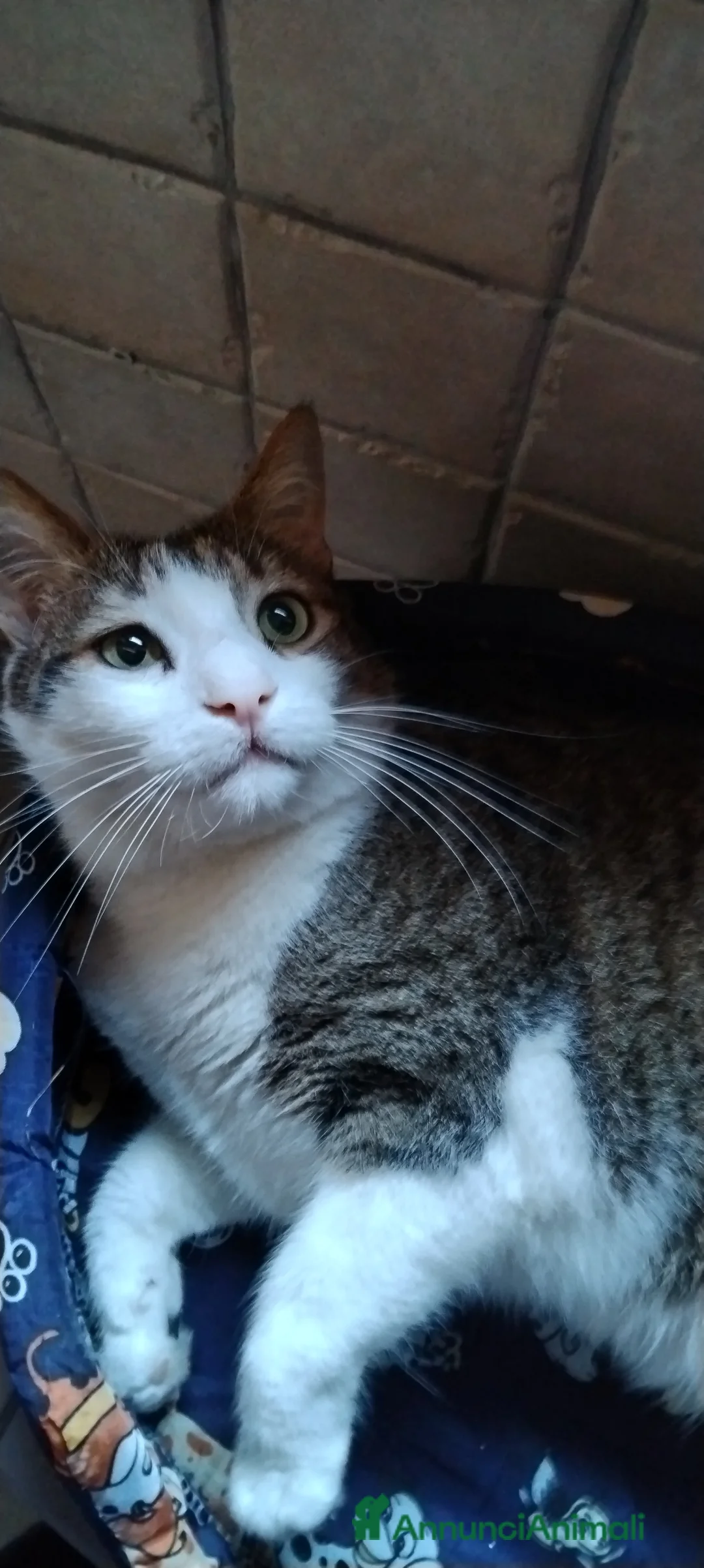 Europeo gatti in regalo: Matisse bisognoso di tranquillità  a Città metropolitana di Milano - Annuncio 3