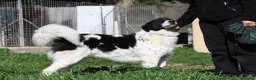 Meticcio cani in regalo: Panda in adozione - Annuncio 5