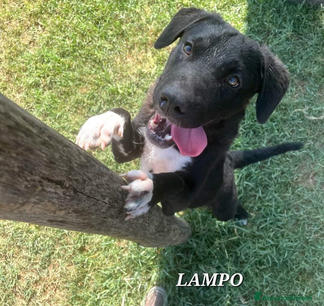 Meticcio cani in regalo: Lampo, simpaticissimo cucciolo a Provincia di Latina - Annuncio 1