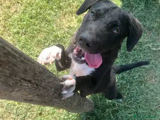 Meticcio cani Lampo, simpaticissimo cucciolo a Provincia di Latina - Annuncio 28