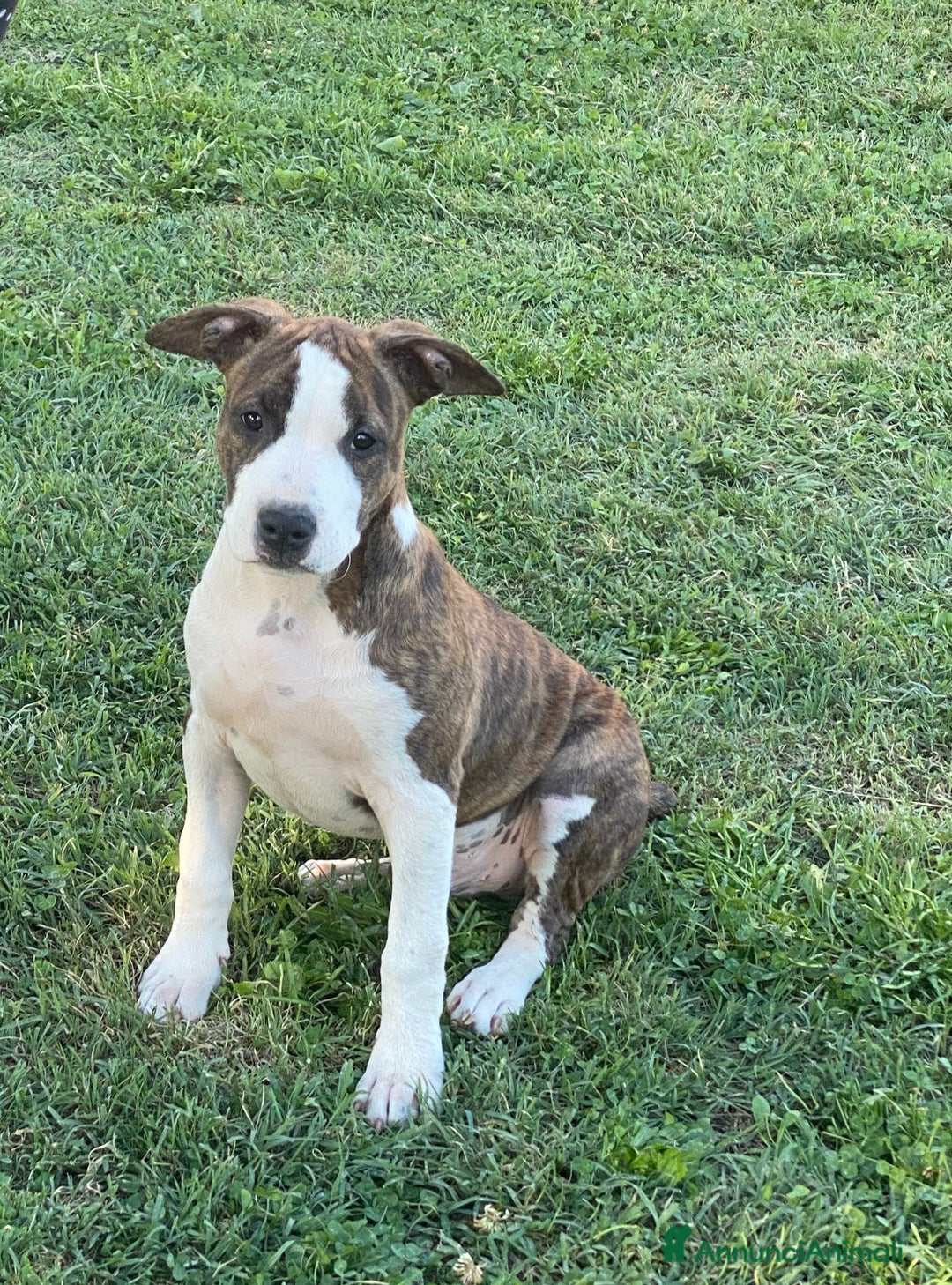 American Staffordshire cani in vendita: American Staffordshire Terrier  - Annuncio 5