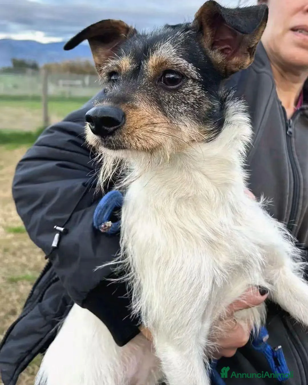 Meticcio cani in regalo: All' Star, scricciola in cerca di adozione  - Annuncio 5