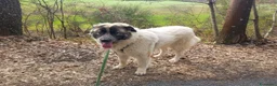 Pastore Maremmano cani in regalo: Incrocio maremmano di un anno - Annuncio 6