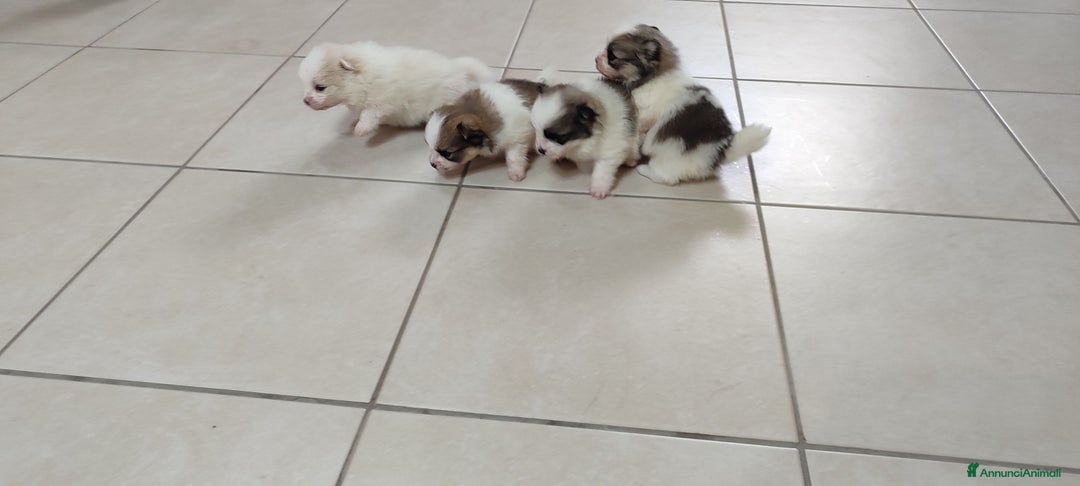 Spitz cani in vendita: Spitz Pomerania - Annuncio 1